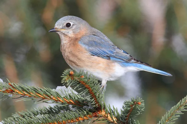 Kobiece Wschodniej Bluebird w śniegu — Zdjęcie stockowe