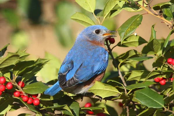 Uccello azzurro orientale maschio — Foto Stock