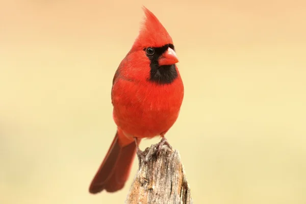 Cardinale maschio del Nord — Foto Stock