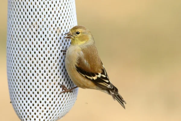 Amerykańskich Szczygieł (Carduelis tristis) — Zdjęcie stockowe