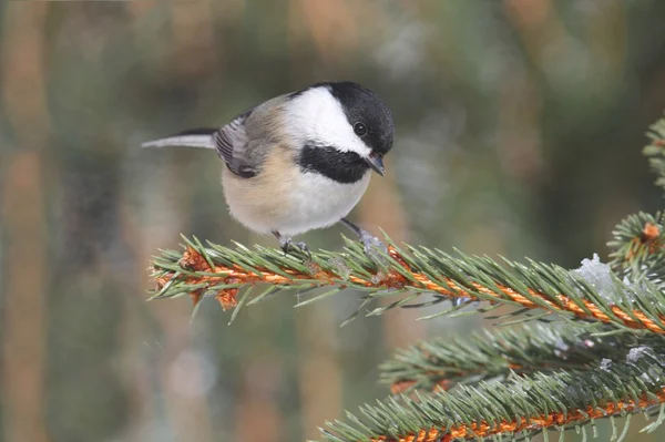 Chickadee de capa negra (poecile atricapilla ) Imagen de archivo