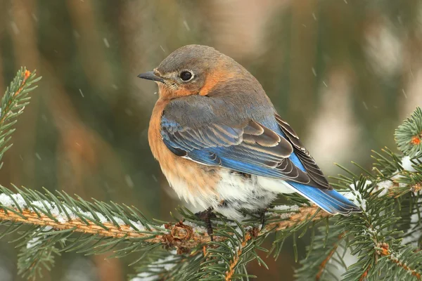 Oiseau bleu de l'Est femelle dans la neige — Photo
