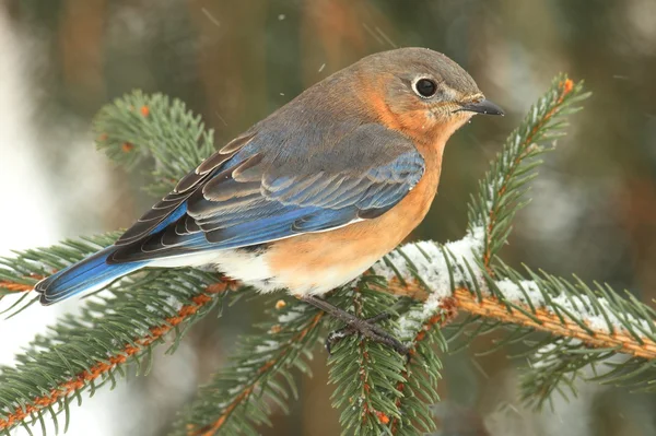 Kvinnliga östra Bluebird i snö — Stockfoto
