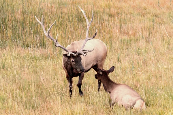 Paar voor Elk in Yellowstone — Stockfoto