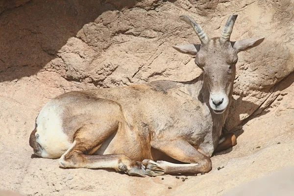 Bighorn får (Ovis canadensis) — Stockfoto