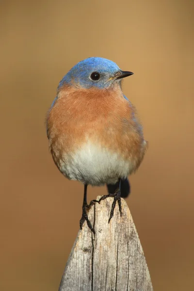 Uccello azzurro orientale maschio — Foto Stock