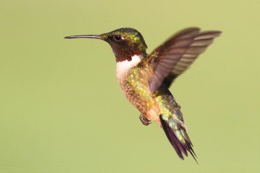 Yakut boğazlı sinekkuşu (Archilochus colubris)