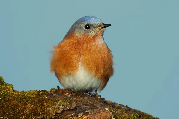 Uccello azzurro orientale — Foto Stock