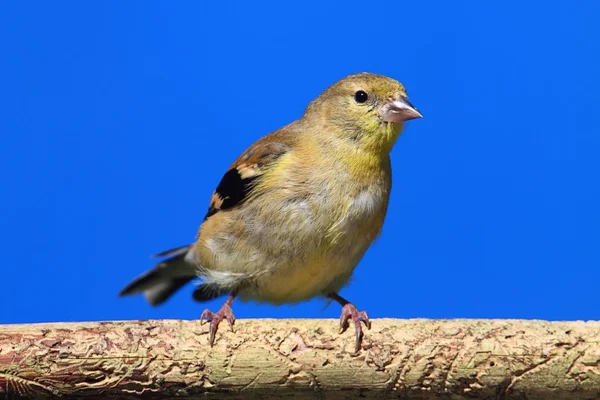 Американский Голдфинч (Carduelis tristis) на окуне — стоковое фото