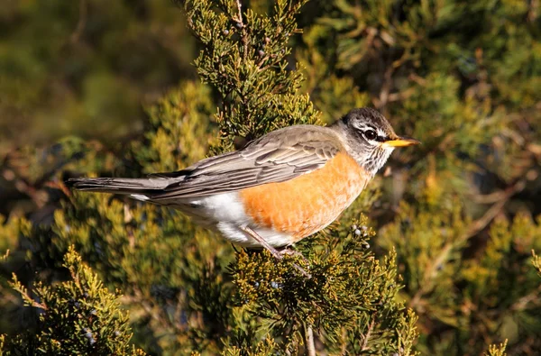 American Robin (Turdus migratorius) in a tree — Stock Photo, Image