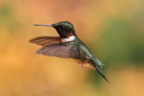 Ruby-throated Hummingbird în zbor — Fotografie, imagine de stoc