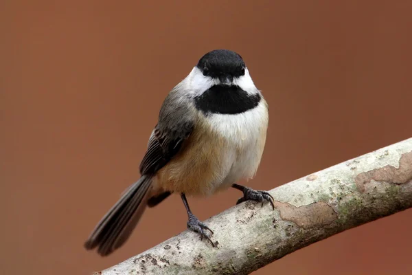 Carolina chickadee på en gren — Stockfoto