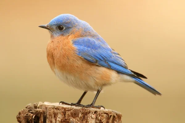 Bluebird oriental masculino Fotos de stock