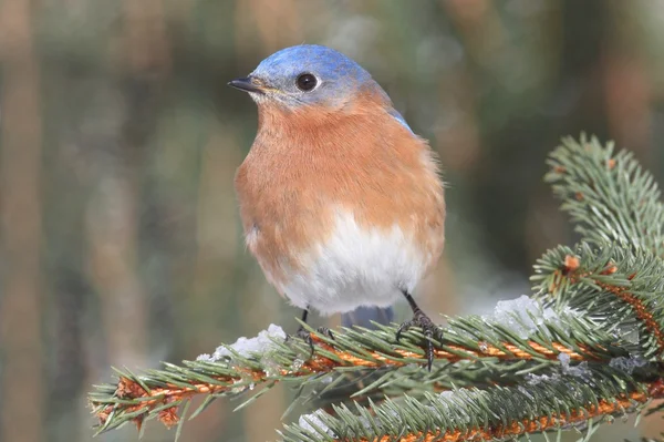 Oiseau bleu de l'Est mâle dans la neige — Photo