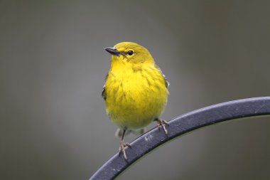 Male Pine Warbler (Dendroica Setophaga pinus) clipart