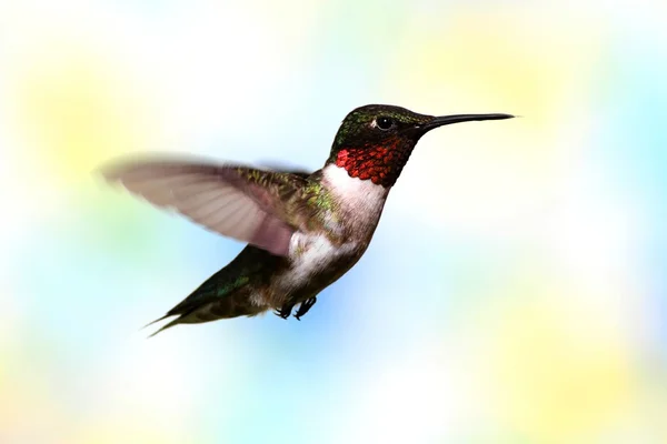 Colibrì dalla gola rubino in volo — Foto Stock