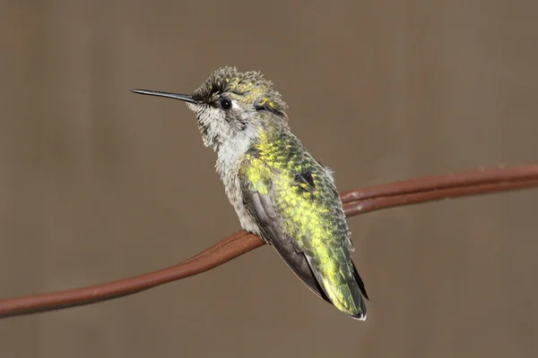 Annas kolibri (calypte anna) auf einem draht — Stockfoto