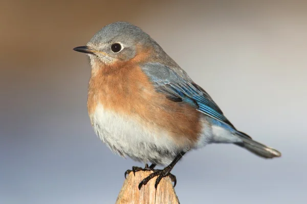 Kadın Doğu bluebird — Stok fotoğraf