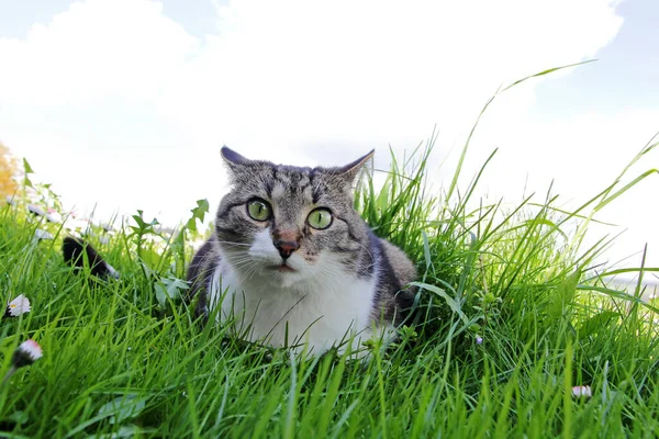 Liten Katt Med Konstiga Vyer — Stockfoto