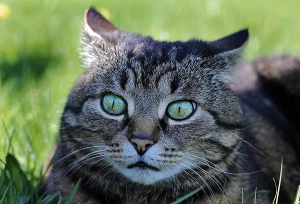 Ein Komischer Seltsamer Blick Einer Katze — Stockfoto