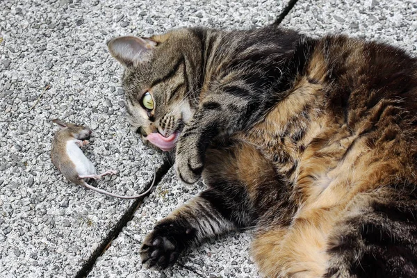 A cat plays with a mouse. A hungry cat and a mouse