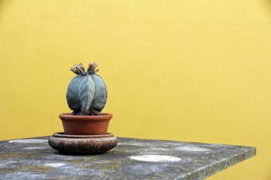 Sarı bir duvarın önündeki masada saksıda bir kaktüs.