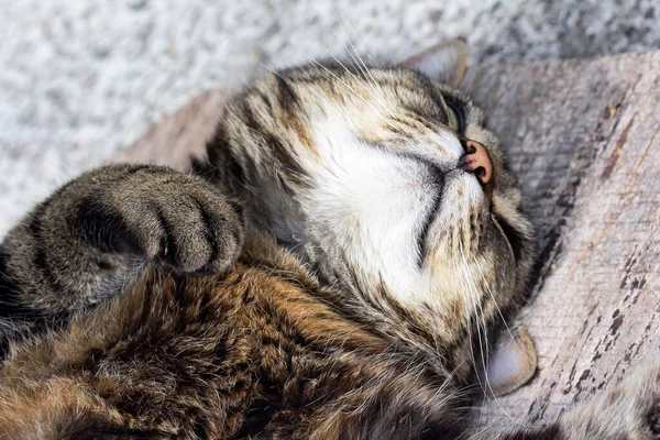 Глубоко Спящая Кошка Одна Кошка Лежит Полу Спит — стоковое фото