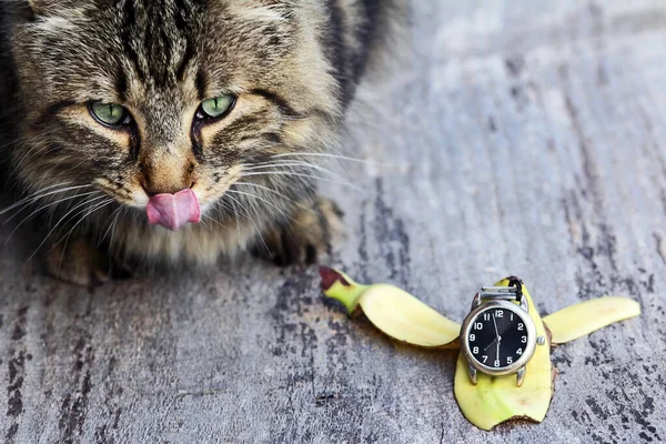 Norwegian Forest Cat Has Half Eight Feeding Time Cat Wants — Stock Photo, Image