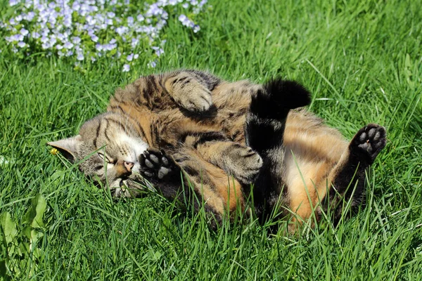 Enjoy Feel Cat Lying Sun Rolled His Back — Stock Photo, Image