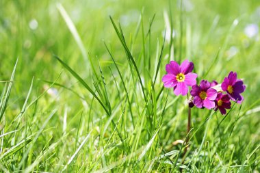 Çayırdaki pembe bir primula. Yeşil çimlerde sığır ayağı