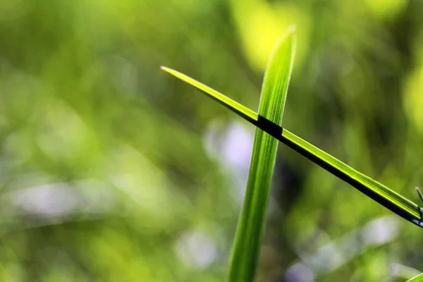 Korsade Grässtrån Gräsblad Skär Varandra — Stockfoto