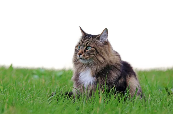 Grazioso Gatto Della Foresta Norvegese Seduto Nel Prato Autunno — Foto Stock