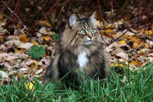 Grazioso Gatto Della Foresta Norvegese Seduto Sotto Albero Autunno — Foto Stock