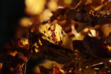 Parlak sonbahar yaprakları güneşe karşı ağaçta 