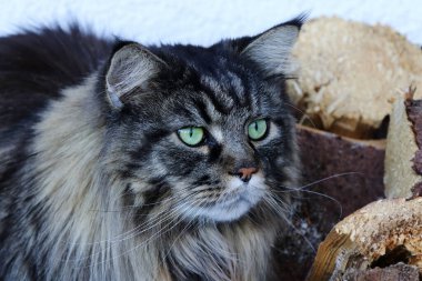 Erkek Maine-Rakun kedi avı. Oldukça büyük bir erkek kedi. 