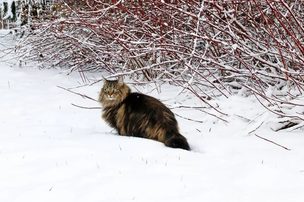 Giovane Gatto Della Foresta Norvegese Inverno Sulla Neve — Foto Stock
