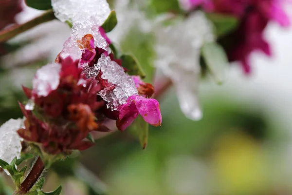 Une Fleur Rose Avec Des Flocons Neige Lors Une Chute — Photo