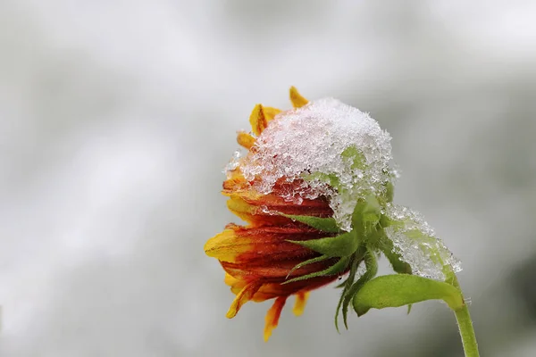 Una Flor Con Copos Nieve Durante Una Nevada Otoño — Foto de Stock