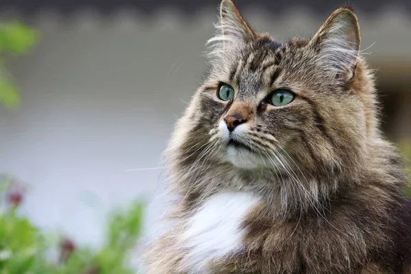 Tvář Docela Zvědavé Norské Lesní Kočky Zahradě — Stock fotografie