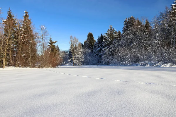 Winter landscape in Bavaria with animal tracks in high snow — Stock Image Winter Landscape Bavaria Animal Tracks High Snow Royalty Free Stock Photos