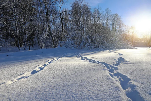 Winter landscape in Bavaria with animal tracks in high snow against the light of the sun — Stock Image Winter Landscape Bavaria Animal Tracks High Snow Light Sun Stock Picture