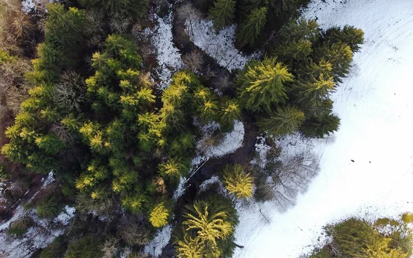 Drone Φωτογραφία Του Δάσους Ρεύμα Χειμώνα Φως Και Σκιά — Φωτογραφία Αρχείου