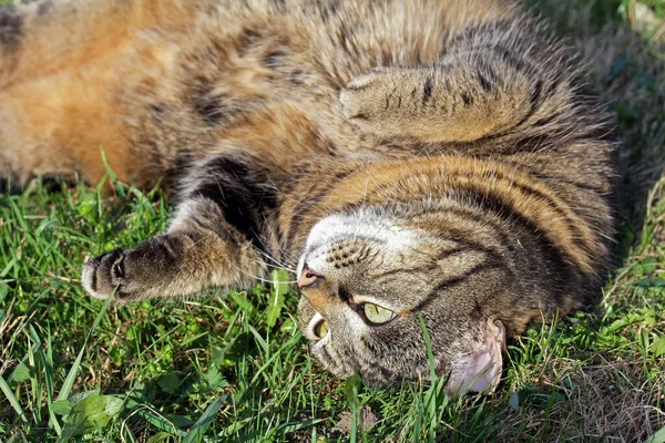 수있고 수있다 누워서 일광욕을 고양이 — 스톡 사진