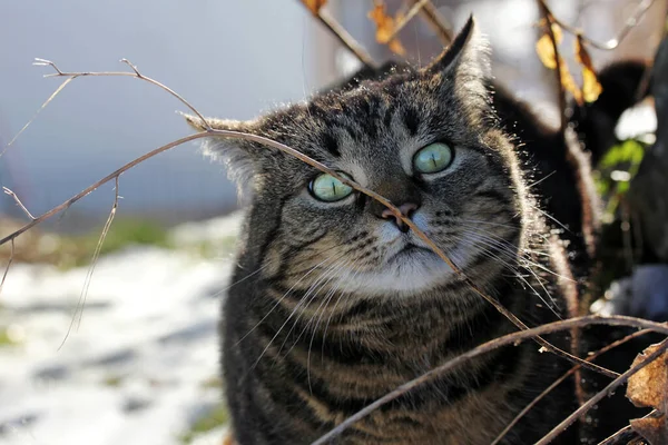 Odor Interessante Gato Cheirar Galho — Fotografia de Stock