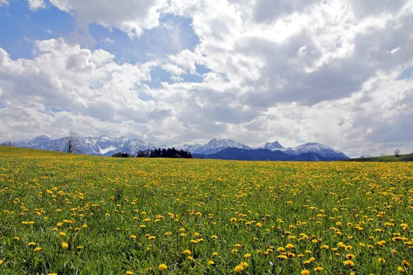 Maskros Blomma Våren Innan Snöiga Alperna Bayern — Stockfoto