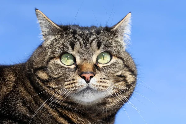 Uno Strano Sguardo Divertente Gatto — Foto Stock