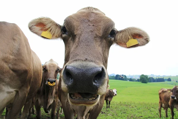 Funny cow photo with a wide angle shot of a brown cow in Bavaria