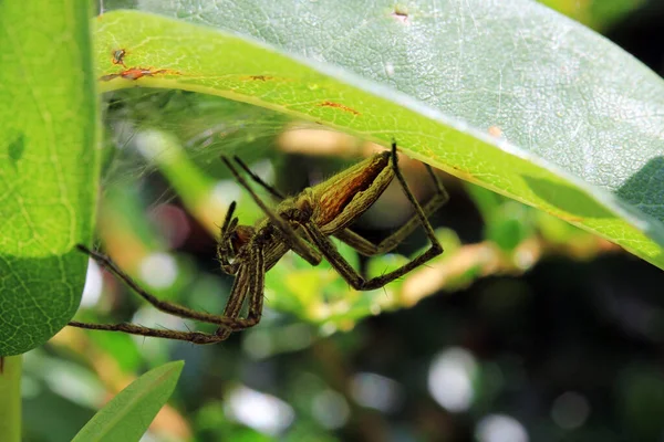 Una Araña Cazadora Acecha Bien Camuflada Escondite —  Fotos de Stock