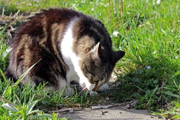 여름에 고양이가 먹는다 — 스톡 사진