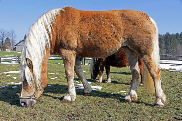 Cavalos Castanhos Haflinger Pasto — Fotografia de Stock